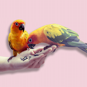 Ornithology
