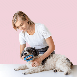Setting Up Your Dog Grooming Business